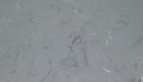 波斯灰